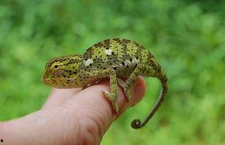 尼泊尔变色龙爆料新闻,揭秘神秘新闻背后的真相